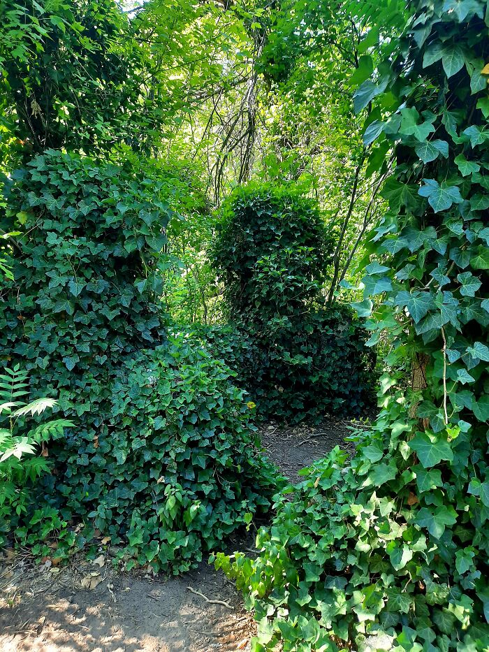 Vines!! Looks Like A Fairy Tale