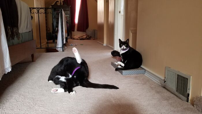 As Soon As I Whipped Out The Camera, They Whipped Out Their Naughty Bits For A Wash