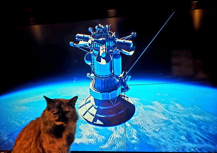 Cat Plus T.v. Penny Is Underwhelmed