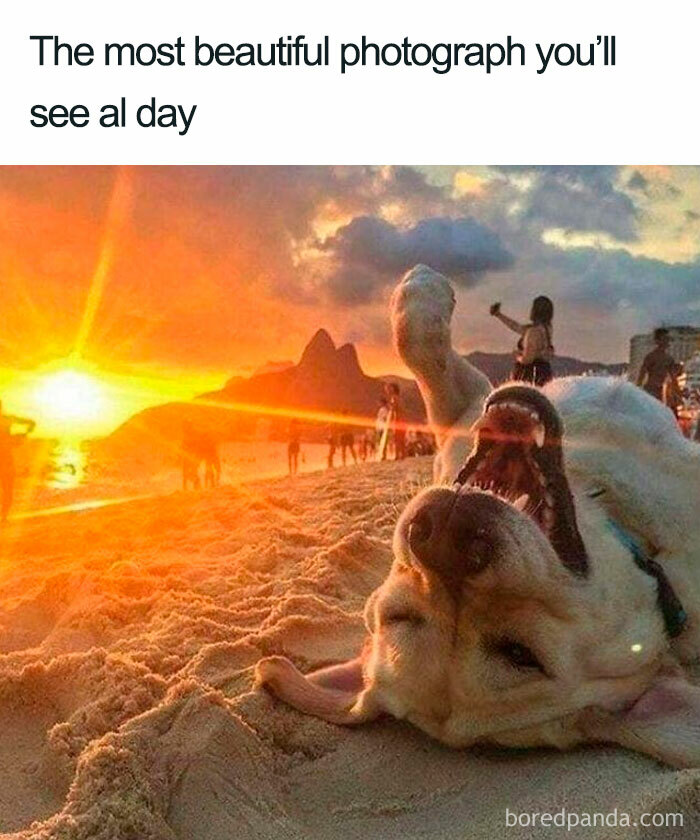 Dog on a sandy beach at sunset, playfully rolling over, capturing a funny moment.