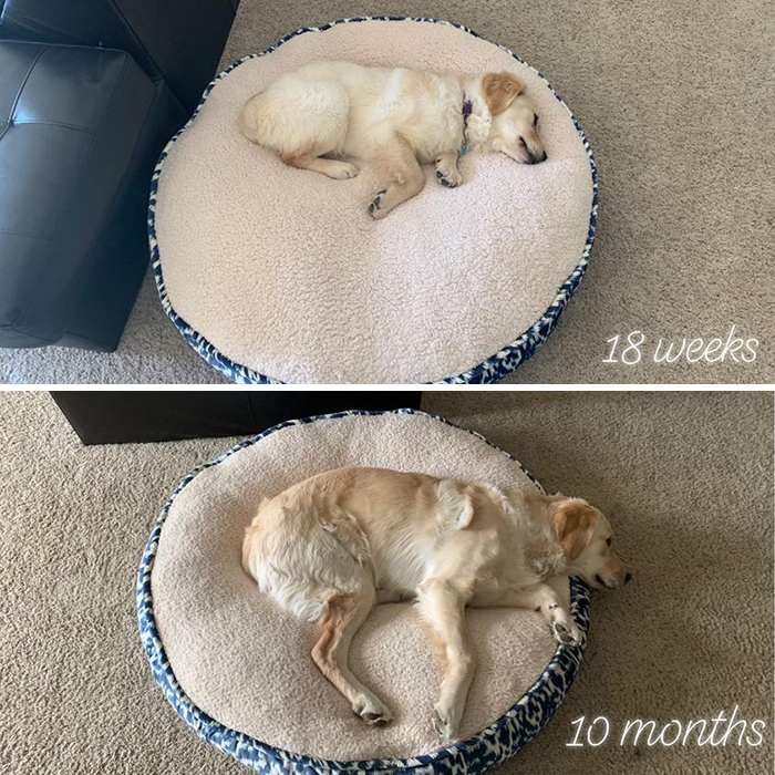 Before-After-Pet-Challenge
