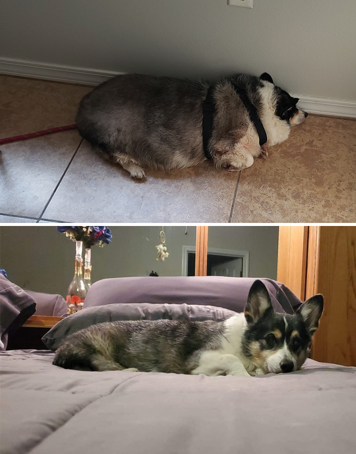 Before-After-Pet-Challenge