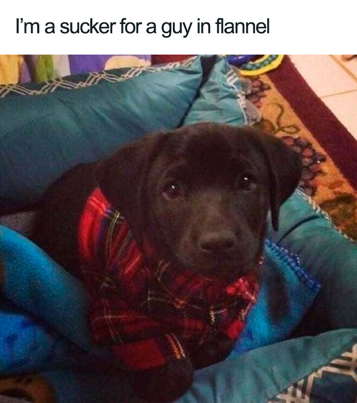 Cute puppy in plaid flannel, part of funniest dog memes collection.