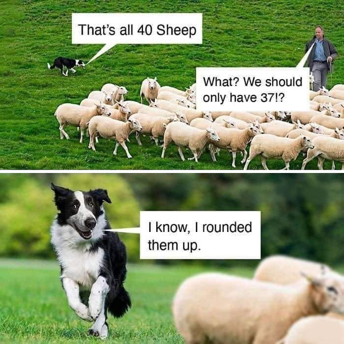 A herding dog humorously counts sheep saying "I rounded them up," creating a funny dog meme.