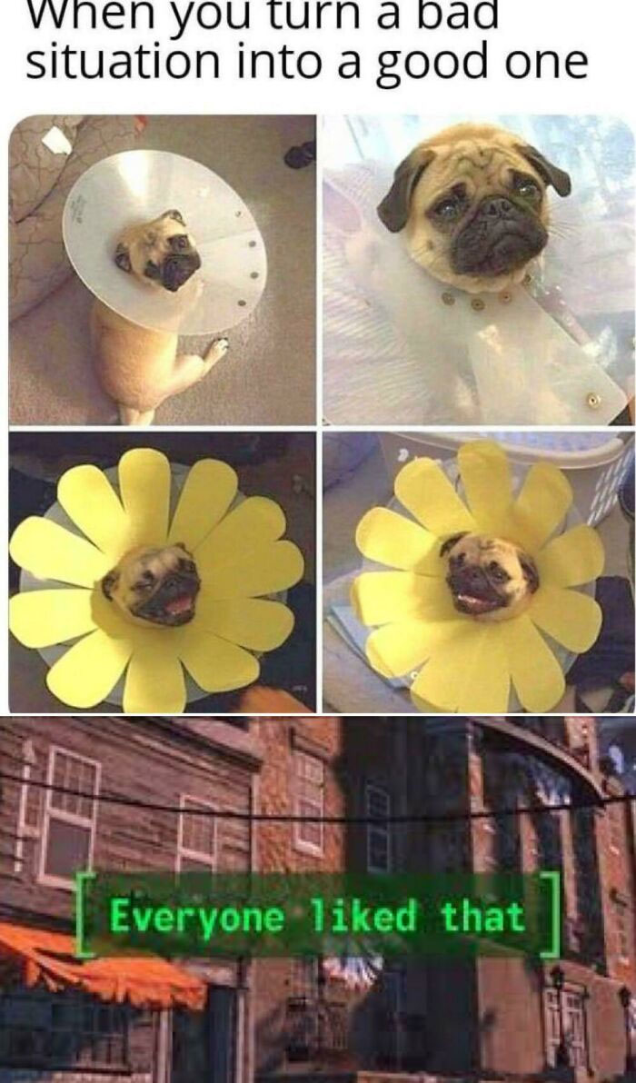 Funny dog meme with a pug wearing a cone, then a flower costume, captioned "When you turn a bad situation into a good one."