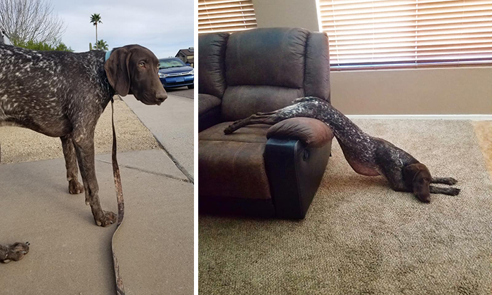 Before-After-Pet-Challenge