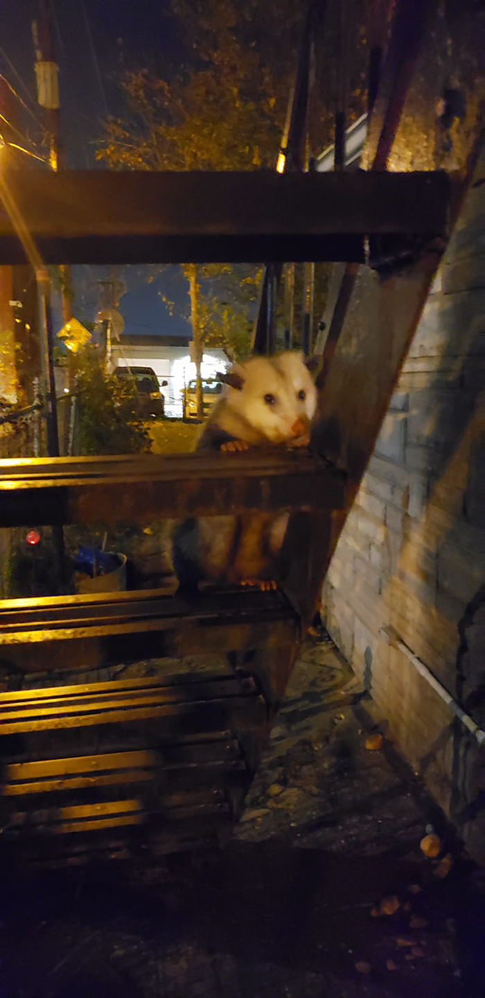 On My Neighbors Fire Escape. Just Chillin. I Didn't Bother It. It Just Kinda Walked Away After I Called It Cute A Few Times.