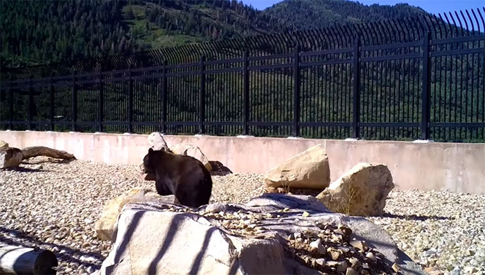 The Highway Overpass In Utah Is A Major Success And The Video Shows Many Wild Animals Using It To Avoid Danger