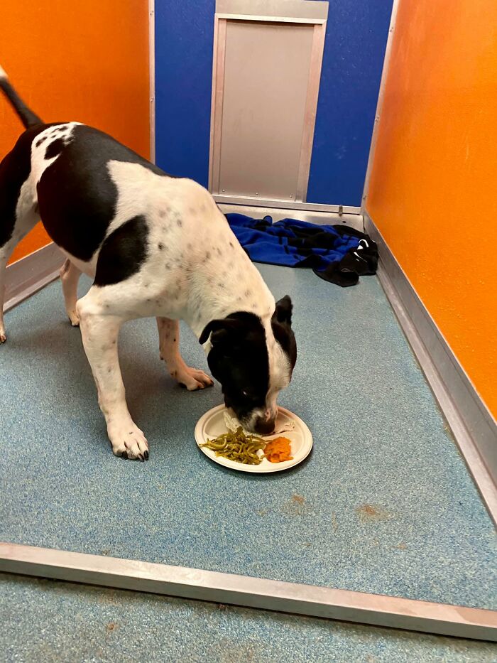 Nearly 80 Shelter Animals Get Treated To A Festive Thanksgiving Meal Nearly 80 Shelter Animals Get Treated To A Festive Thanksgiving Meal