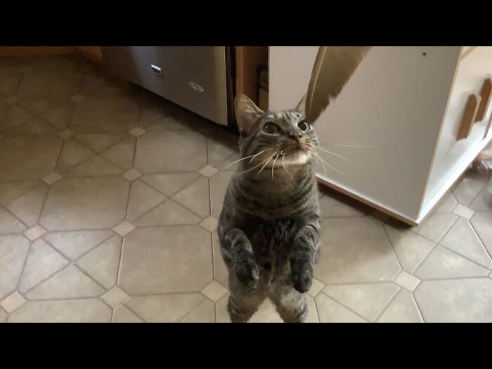 My Cat Being A Penguin