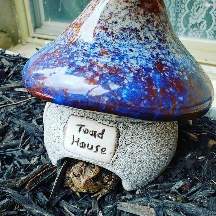 This Is Freddy, Our Resident Toad. He Got His Own Pad This Summer And Was Pretty Happy About It