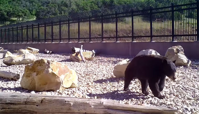 The Highway Overpass In Utah Is A Major Success And The Video Shows Many Wild Animals Using It To Avoid Danger