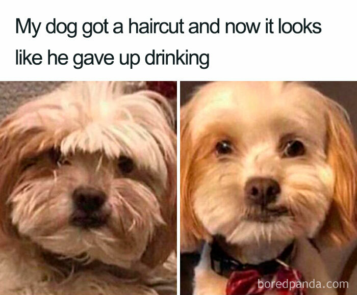 Dog with a messy haircut on the left and a neat trim on the right, part of funny memes collection.