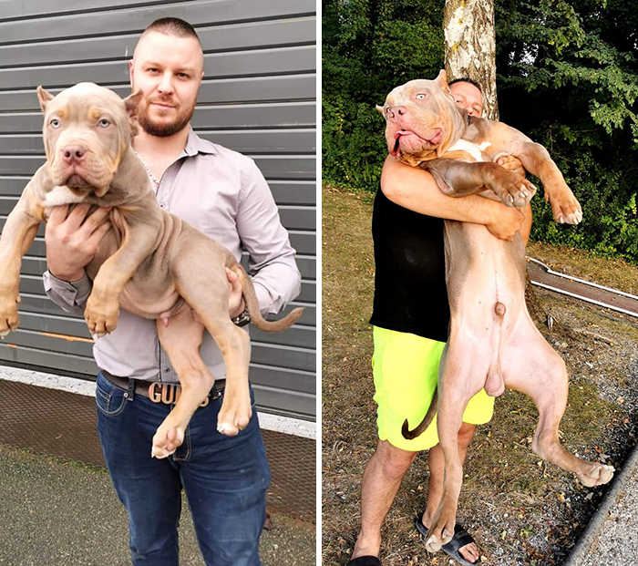 Before-After-Pet-Challenge