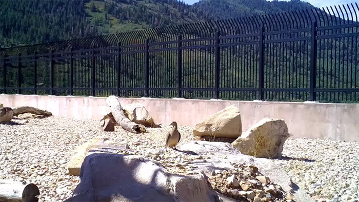 The Highway Overpass In Utah Is A Major Success And The Video Shows Many Wild Animals Using It To Avoid Danger