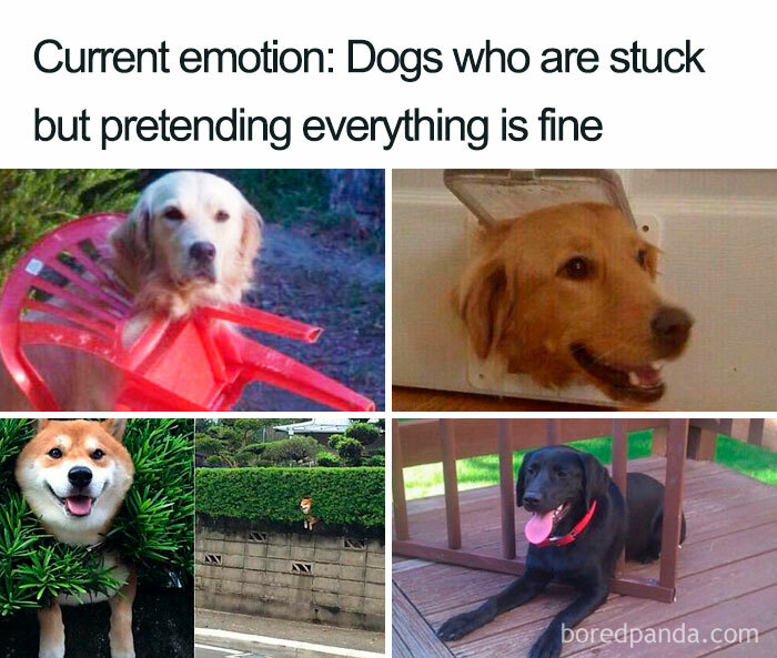 Four funny dog memes showing dogs stuck in objects but looking calm, illustrating popular dog meme humor and relatable dog expressions.
