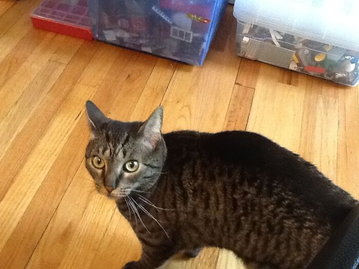 Ahh It’s A Hooman!