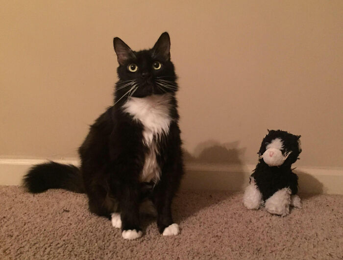 As A Lonely Kitten, Monster (Left) Would Pull The Stuffed Animal Off The Shelf For Cuddles, Kisses, And Play Times. It’s 6 Yrs Later And The Toy We Now Refer To As “Monster’s Baby” Has Made It To Every Vet Visit, Emergency Surgery, And New Home. Baby Is A Lil Worn But Monster Loves Him All The Same.