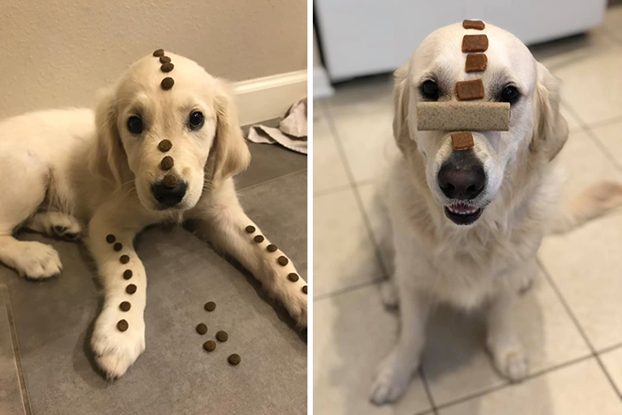 Before-After-Pet-Challenge