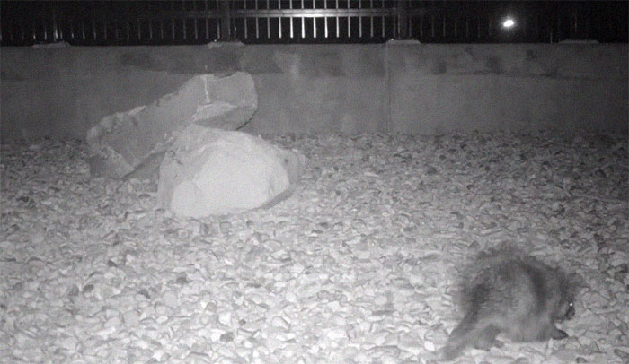 The Highway Overpass In Utah Is A Major Success And The Video Shows Many Wild Animals Using It To Avoid Danger The Highway Overpass In Utah Is A Major Success And The Video Shows Many Wild Animals Using It To Avoid Danger