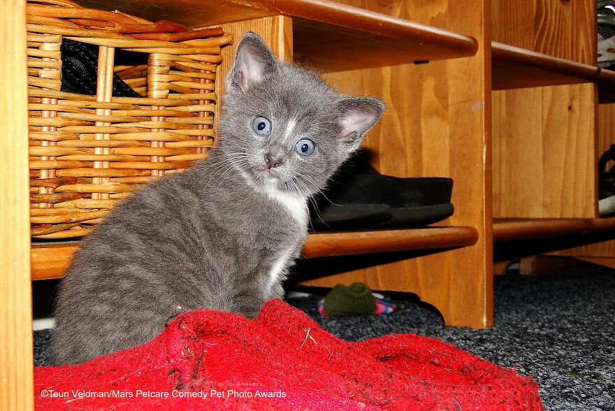 'Red Slippers? I Don't Know Anything About Them' By Teun Veldman