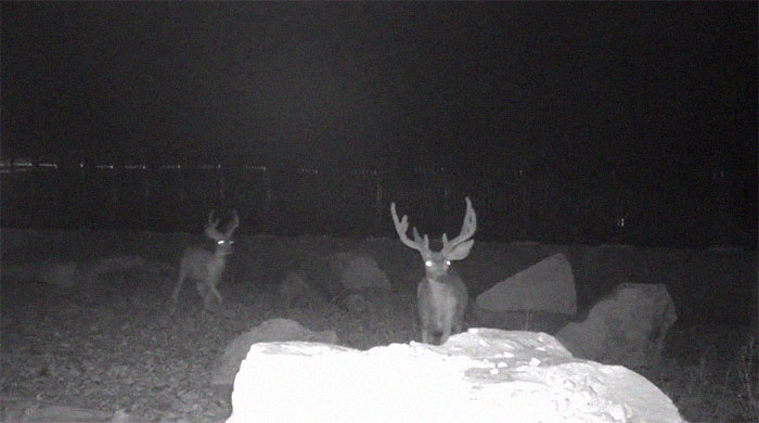 The Highway Overpass In Utah Is A Major Success And The Video Shows Many Wild Animals Using It To Avoid Danger