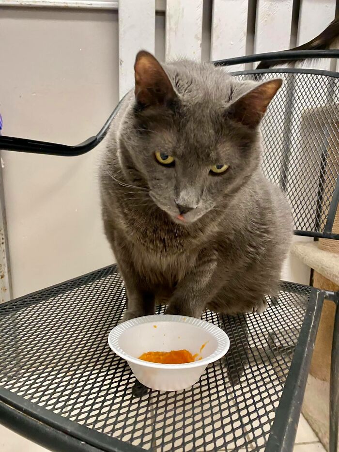 Nearly 80 Shelter Animals Get Treated To A Festive Thanksgiving Meal Nearly 80 Shelter Animals Get Treated To A Festive Thanksgiving Meal