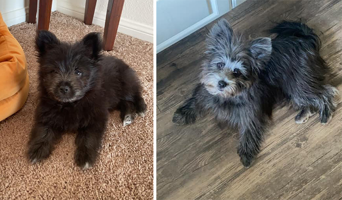 Before-After-Pet-Challenge