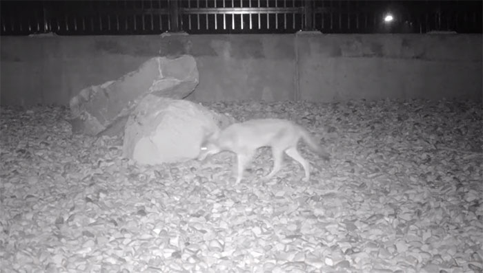 The Highway Overpass In Utah Is A Major Success And The Video Shows Many Wild Animals Using It To Avoid Danger The Highway Overpass In Utah Is A Major Success And The Video Shows Many Wild Animals Using It To Avoid Danger