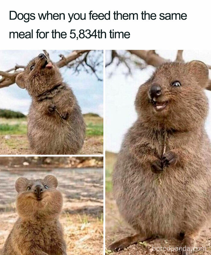 Funny dog meme shows three images of a quokka with humorous captions about repetitive meals.