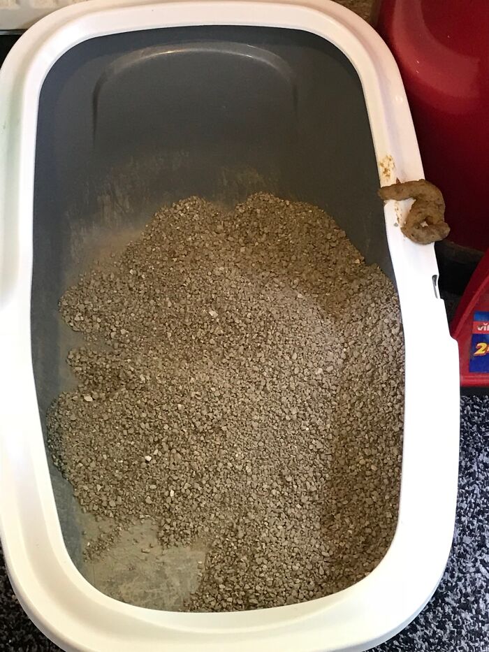 Doesn’t Matter How Big A Litter Box Is, There’s Always One That Manages To Do This. This Time It Was Pippin And She Still Tried To Cover It Up!