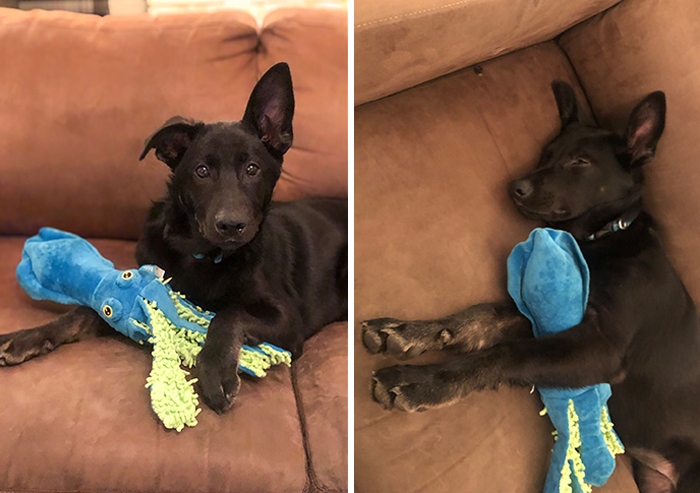 We Got This Dog Toy At Target And She’s Obsessed With It 😭 She Fell Asleep Like That 🥺
