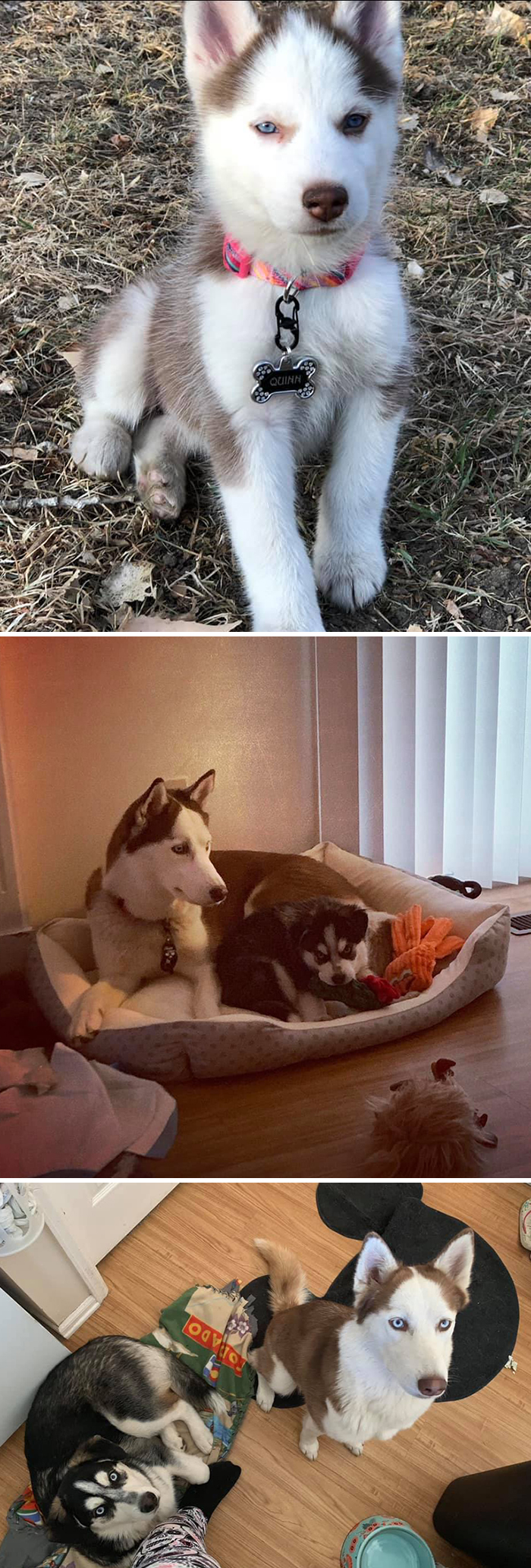 Didnt-Want-A-Dog-Challenge