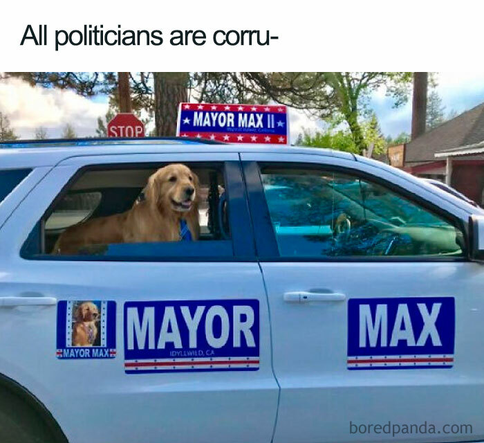 Dog posing as "Mayor Max" in a parked car, humorously labeled to parody politicians.