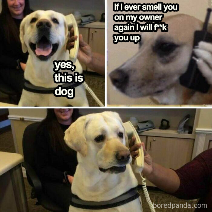 Dog meme with a Labrador on a phone, captioned: "yes, this is dog," and another dog with a humorous warning.