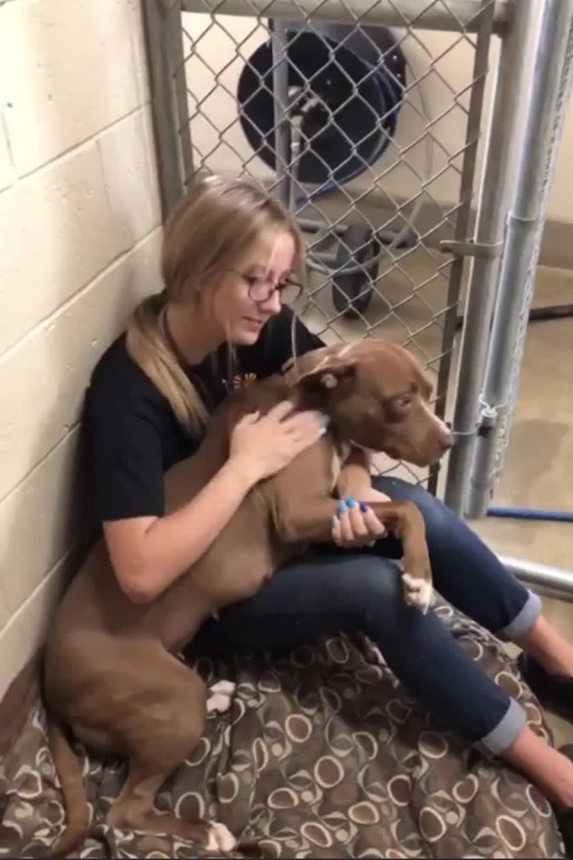 2 Y.O. Dog Adopted After More Than 400 Days At The Wickenburg Humane Society Shelter