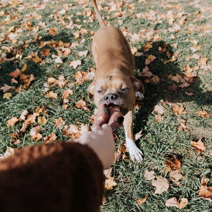 Bru's Reaction To His Favorite Toy!