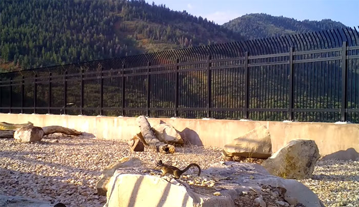 The Highway Overpass In Utah Is A Major Success And The Video Shows Many Wild Animals Using It To Avoid Danger The Highway Overpass In Utah Is A Major Success And The Video Shows Many Wild Animals Using It To Avoid Danger