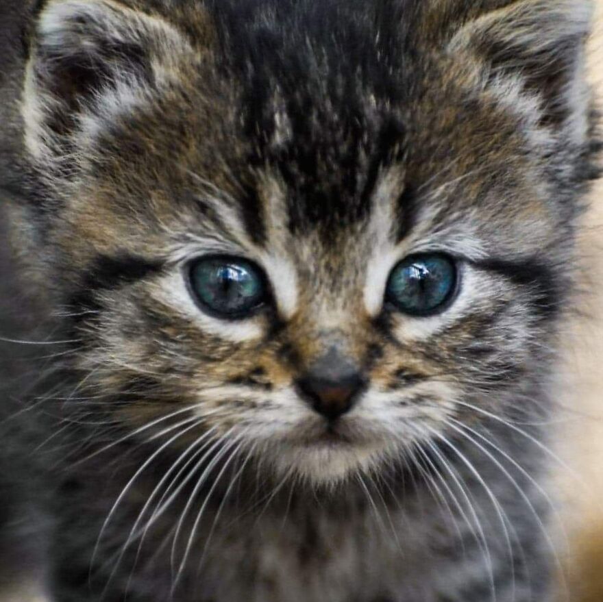 I Photograph My Cats And Other Cats In My Life