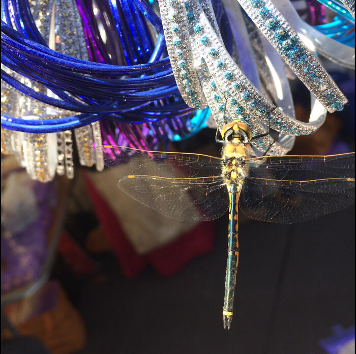 Mating Season...mistaken Identity. Bangles At A Market Stall Look Like An Attractive Mate