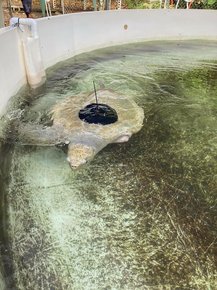Sea Turtle Named Lou Learns To Swim Again After Losing Two Flippers In Fishing Nets