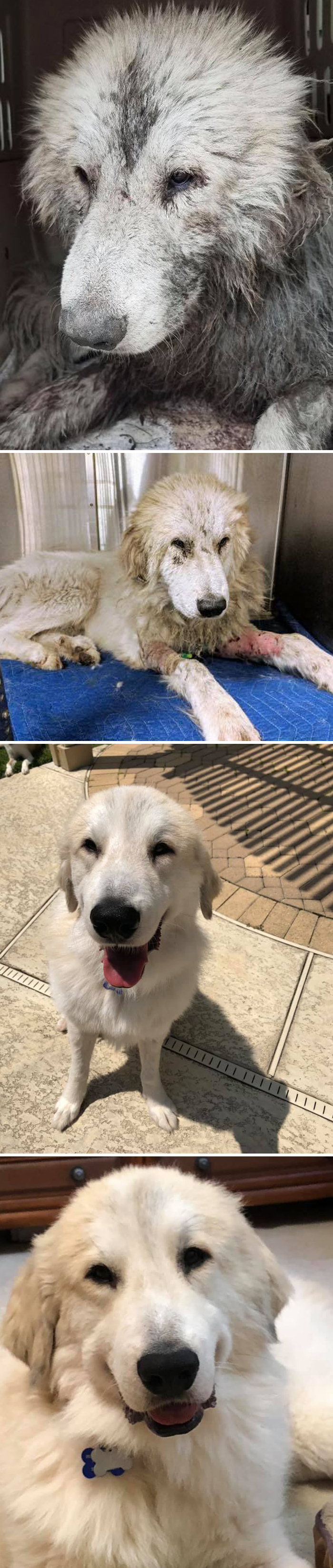 Before-After-Pet-Challenge