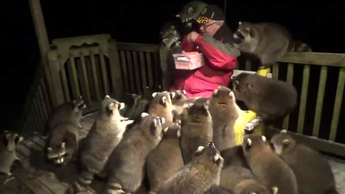 Every Night, This Man Feeds Hot Dogs To This Pack Of Raccoons As Per His Late Wife's Wish Every Night, This Man Feeds Hot Dogs To This Pack Of Raccoons As Per His Late Wife's Wish