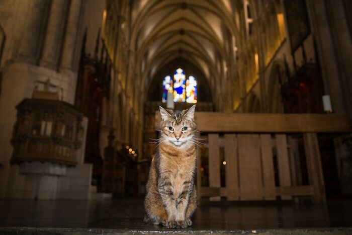 Cat Who Lived In A Church For 12 Years Passes Away, The Church Gives Her An Entire Memorial Service Cat Who Lived In A Church For 12 Years Passes Away, The Church Gives Her An Entire Memorial Service