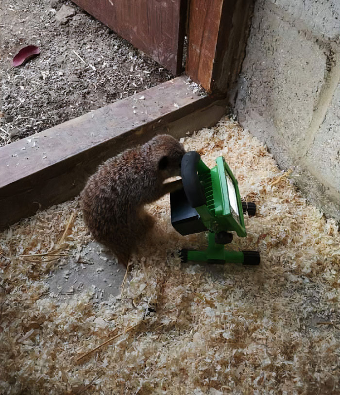 This Dad’s An Electrician In A Zoo And Here’s How He Spent His Morning With A Bunch Of Meerkats This Dad’s An Electrician In A Zoo And Here’s How He Spent His Morning With A Bunch Of Meerkats