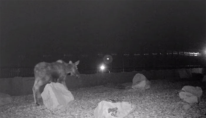 The Highway Overpass In Utah Is A Major Success And The Video Shows Many Wild Animals Using It To Avoid Danger The Highway Overpass In Utah Is A Major Success And The Video Shows Many Wild Animals Using It To Avoid Danger