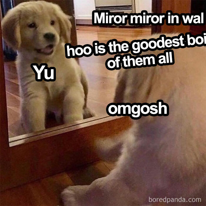 Cute dog looking in a mirror with funny text, one of the funniest dog memes online.