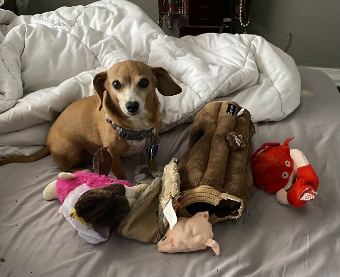 Chewy Was Up Several Times During The Night! When I Awoke I Noticed He Surrounded Himself With His Favorite Toys And His Head Was Resting In The Log!