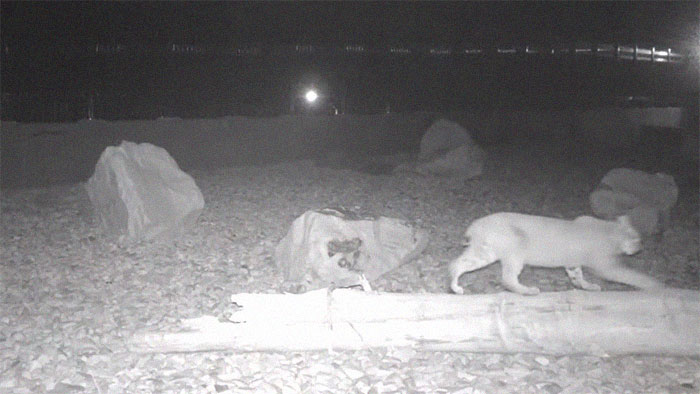 The Highway Overpass In Utah Is A Major Success And The Video Shows Many Wild Animals Using It To Avoid Danger