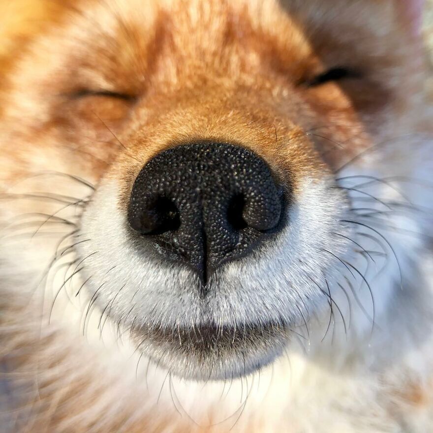 5 Years Ago This Adorable Fox Was Rescued From A Fur Market